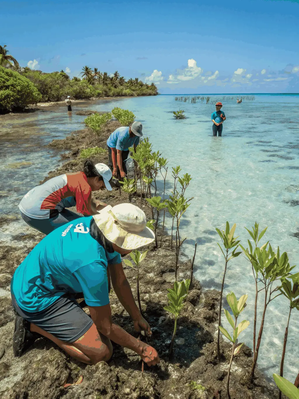 A vibrant image showcasing a group of volunteers planting mangrove seedlings along a coastline, emphasizing community involvement in habitat restoration.