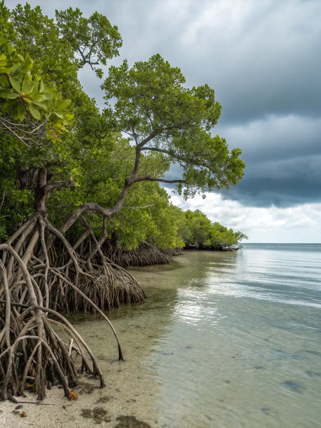 An image of a restored mangrove forest along a coastline, demonstrating the positive impact of habitat restoration projects.