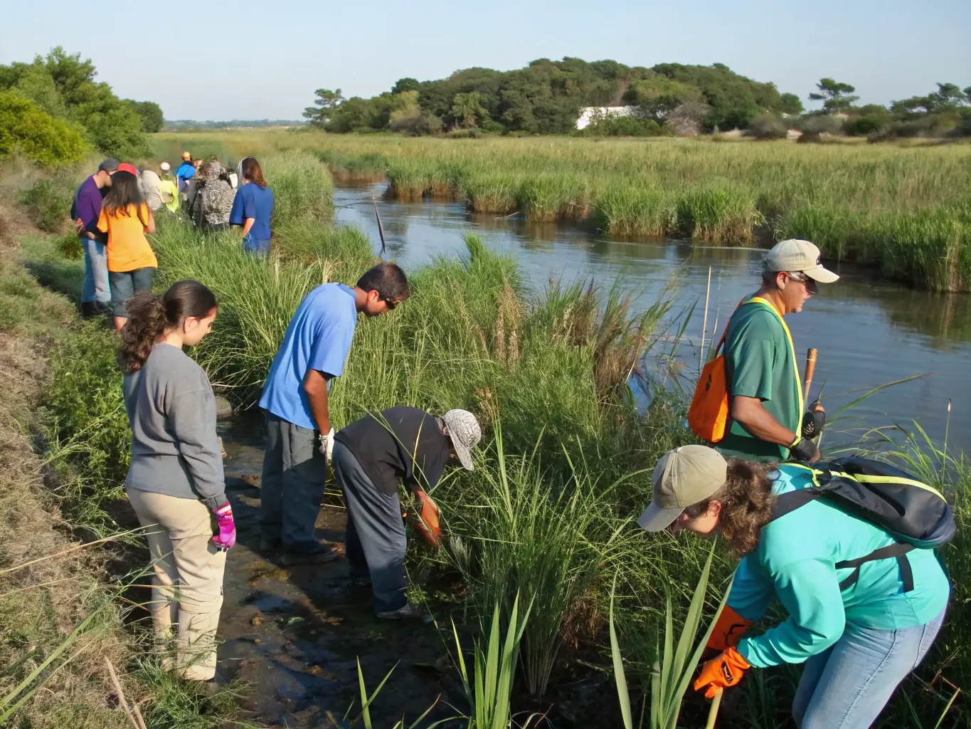 A vibrant image depicting volunteers planting native vegetation along a coastal dune, showcasing habitat restoration efforts.